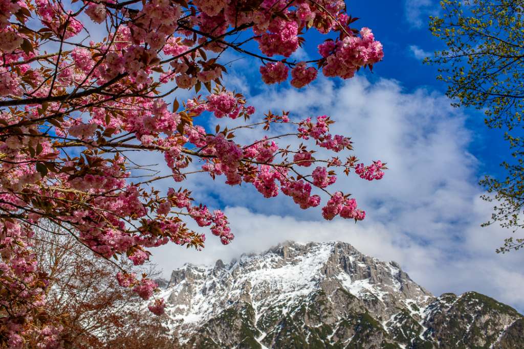 Cherry Blossoms in Old Town Mittenwald Bavaria Germany