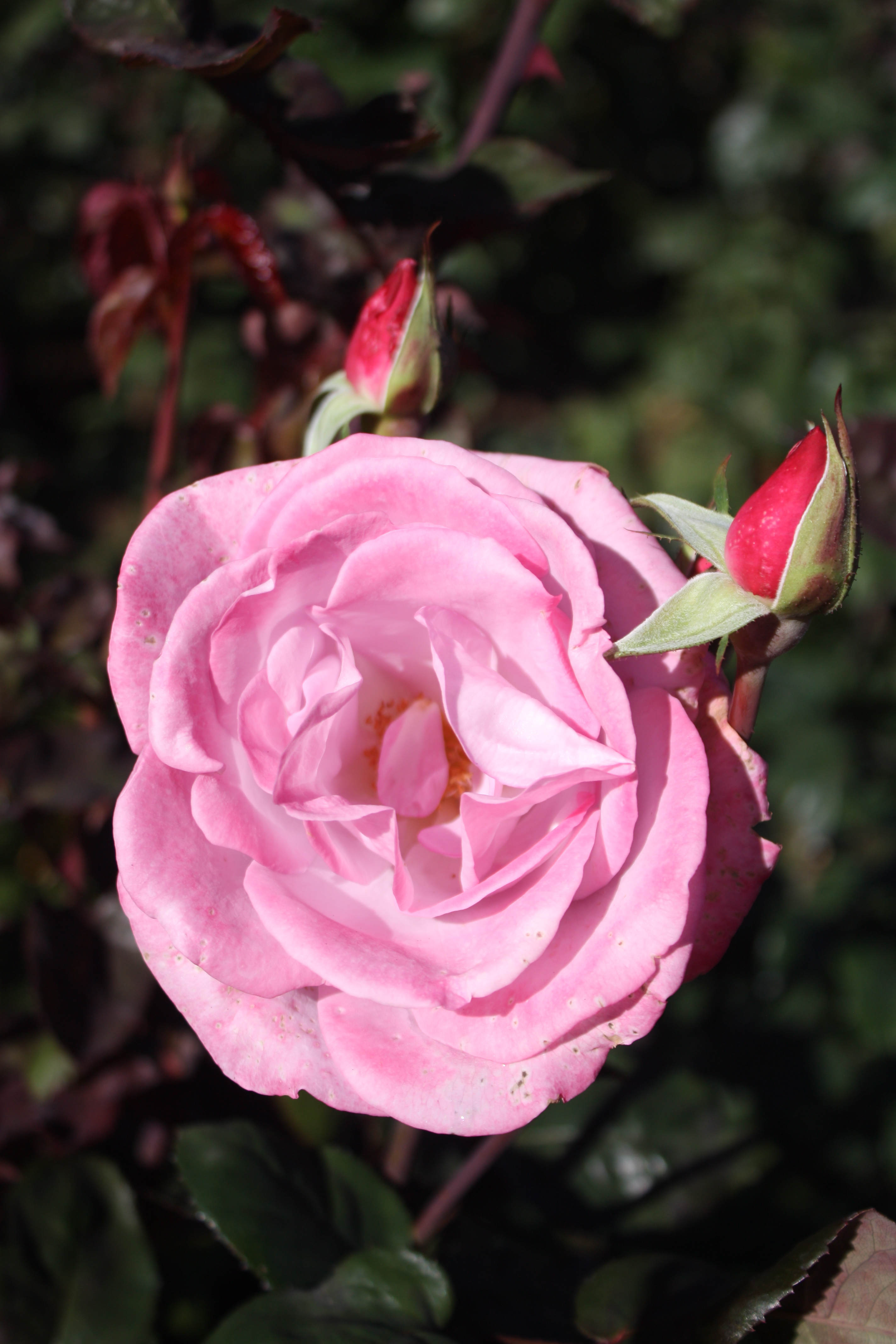 International Rose Test Garden Portland Oregon