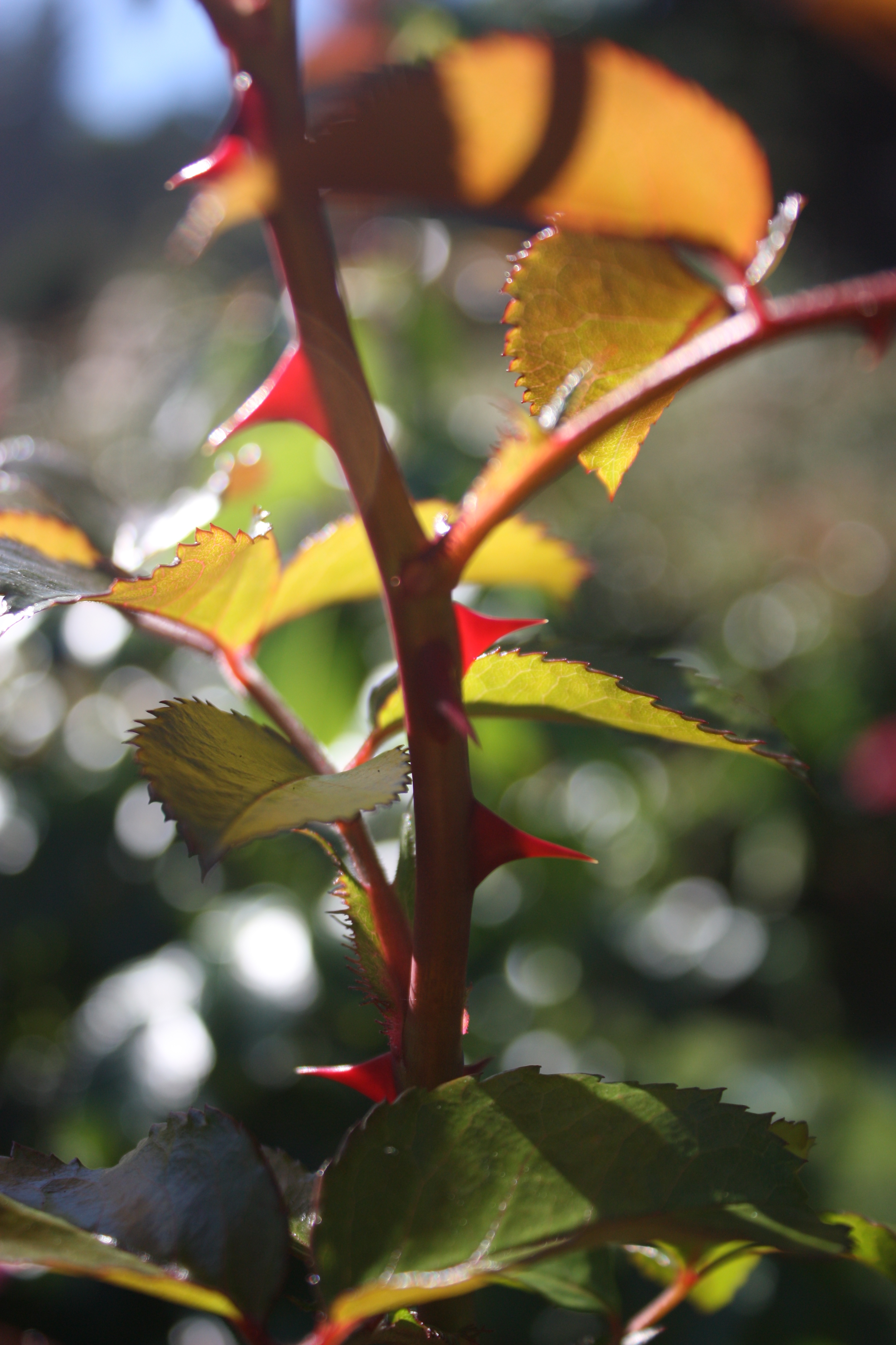 International Rose Test Garden Portland Oregon