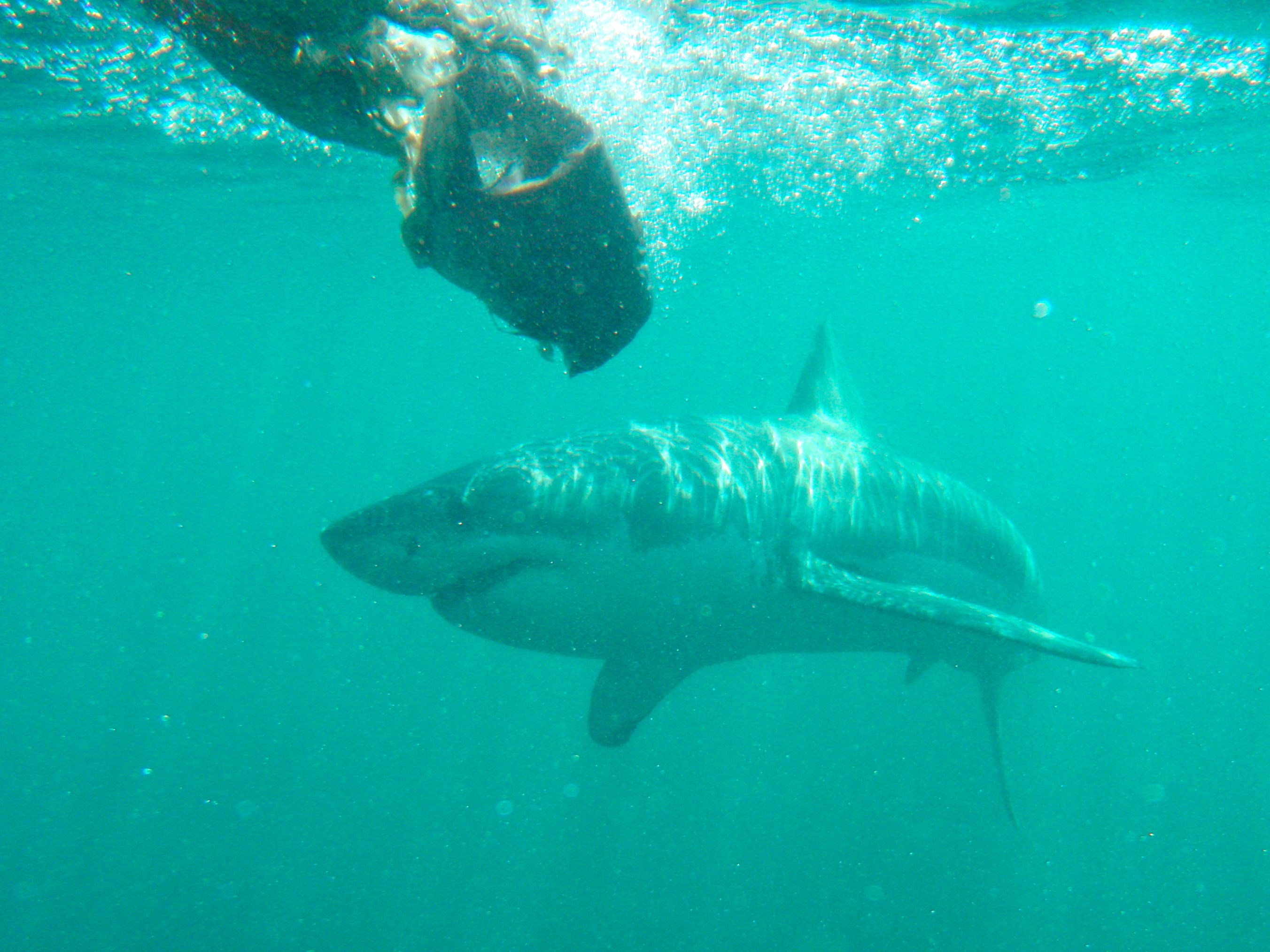 Shark Cage Diving Cape Town South Africa