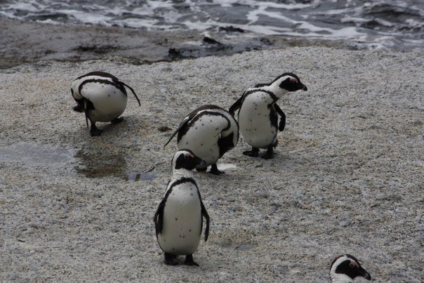 Cape Penguins South Africa