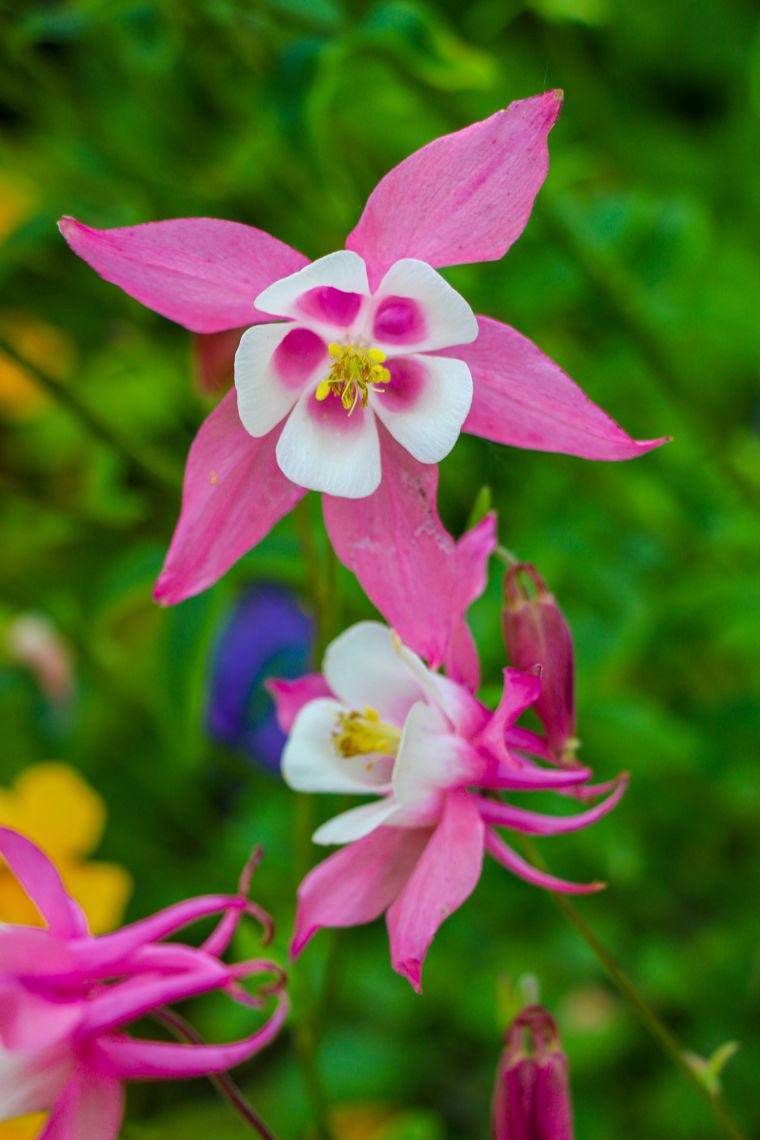 Pink Flowers from Western Fjords Iceland