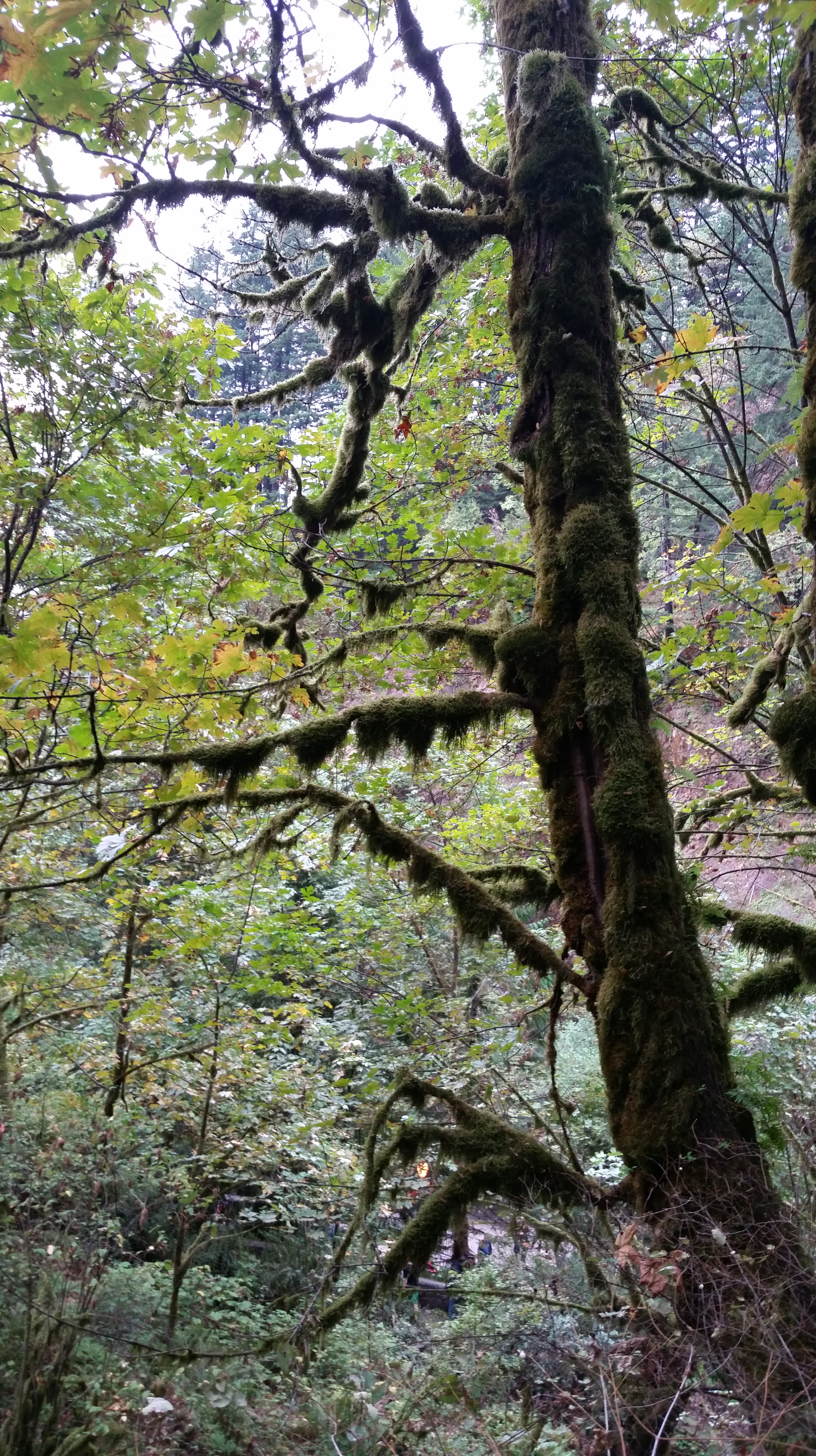 Scenery at Multnomah Waterfalls Portland Oregon